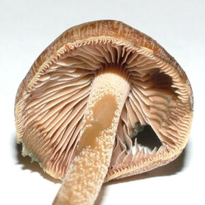 Psilocybe Aucklandiae Mushrooms For Sale