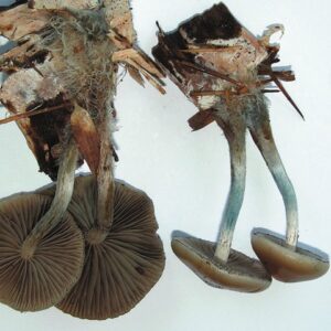 Buy Psilocybe Allenii Mushrooms Online